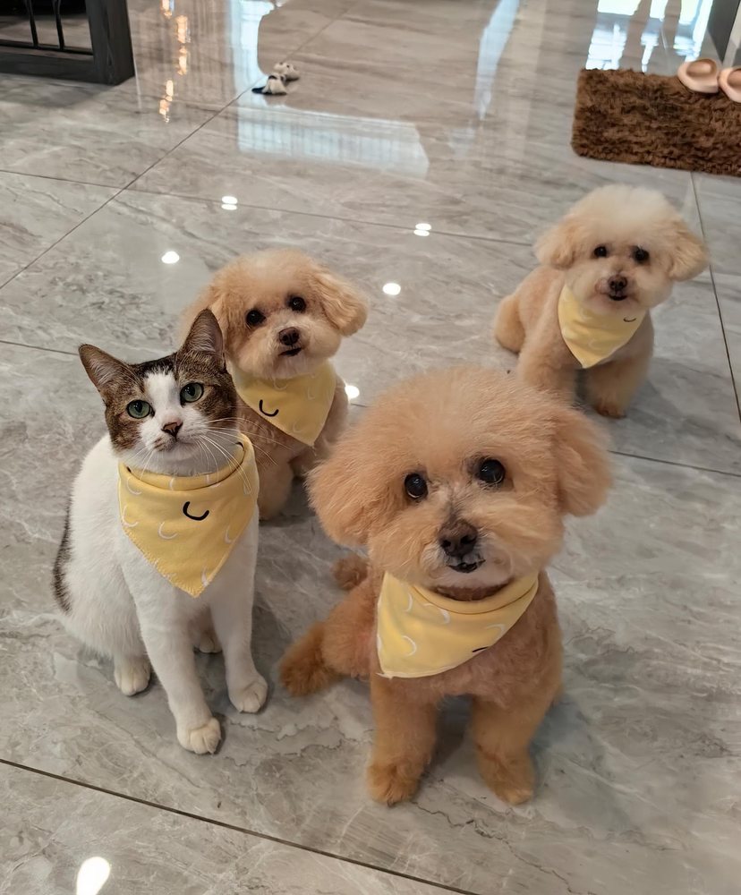The Munchies Furkidz family